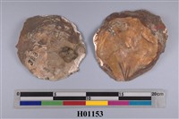 藏品(雲母貝)的圖片